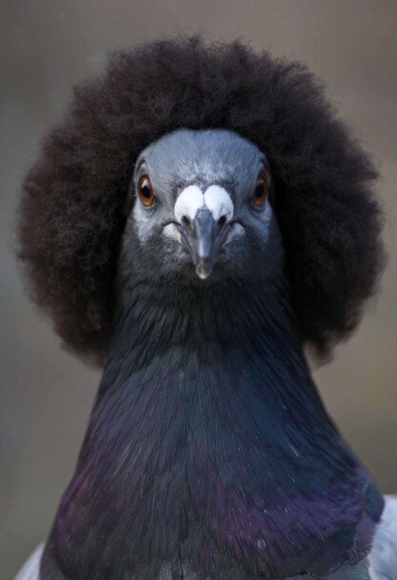 pwflux_schnell240829240829002644_a close up of a pigeon with an afro wig wi_00301_.png